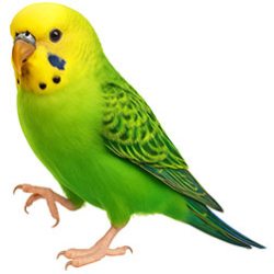 Budgie Color Varieties